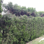Machulince - strihanie živého plota